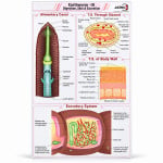 Earthworm - III Digestion, Skin and Excretion Chart